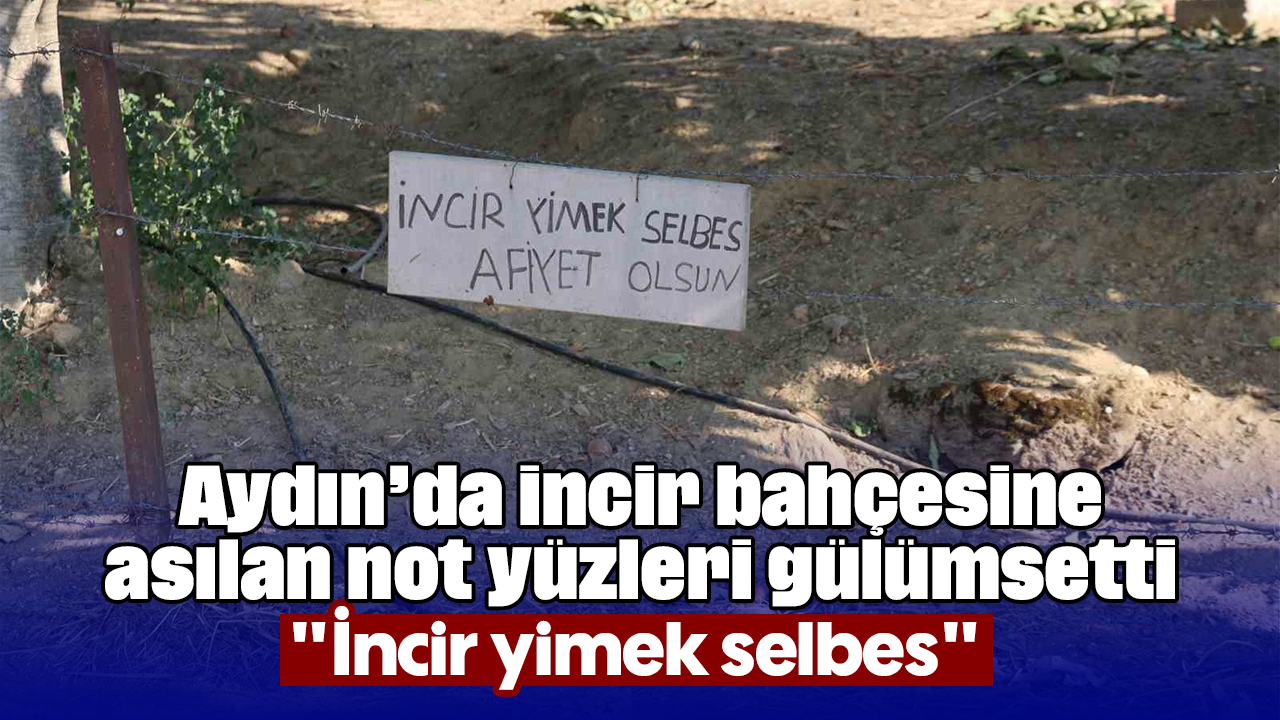 Aydın’da incir bahçesine asılan not yüzleri gülümsetti: "İncir yimek selbes"