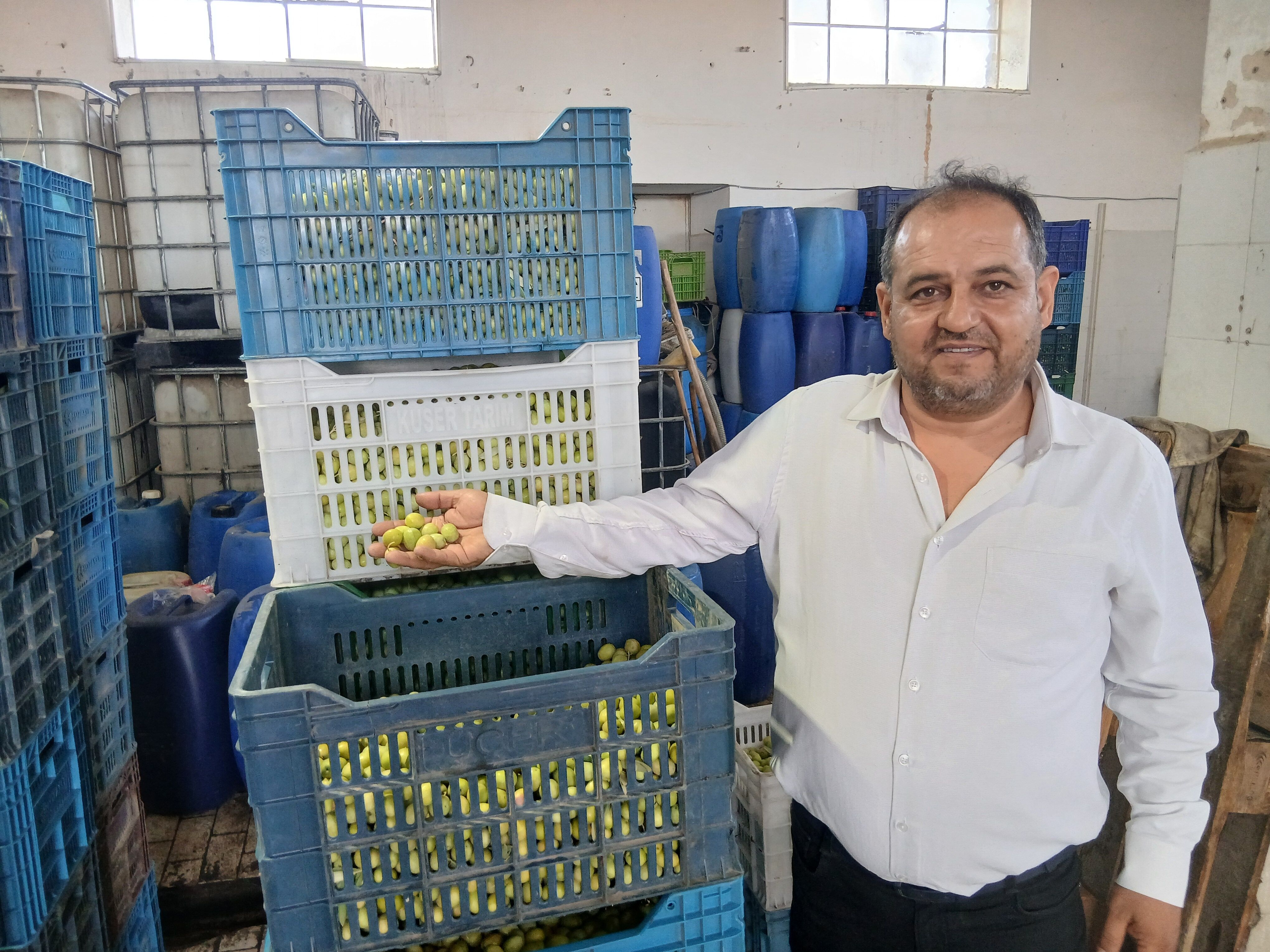 Karacasu'da Çetinkaya Zeytincilik alımlara başladı: İlk fiyatlar belli oldu