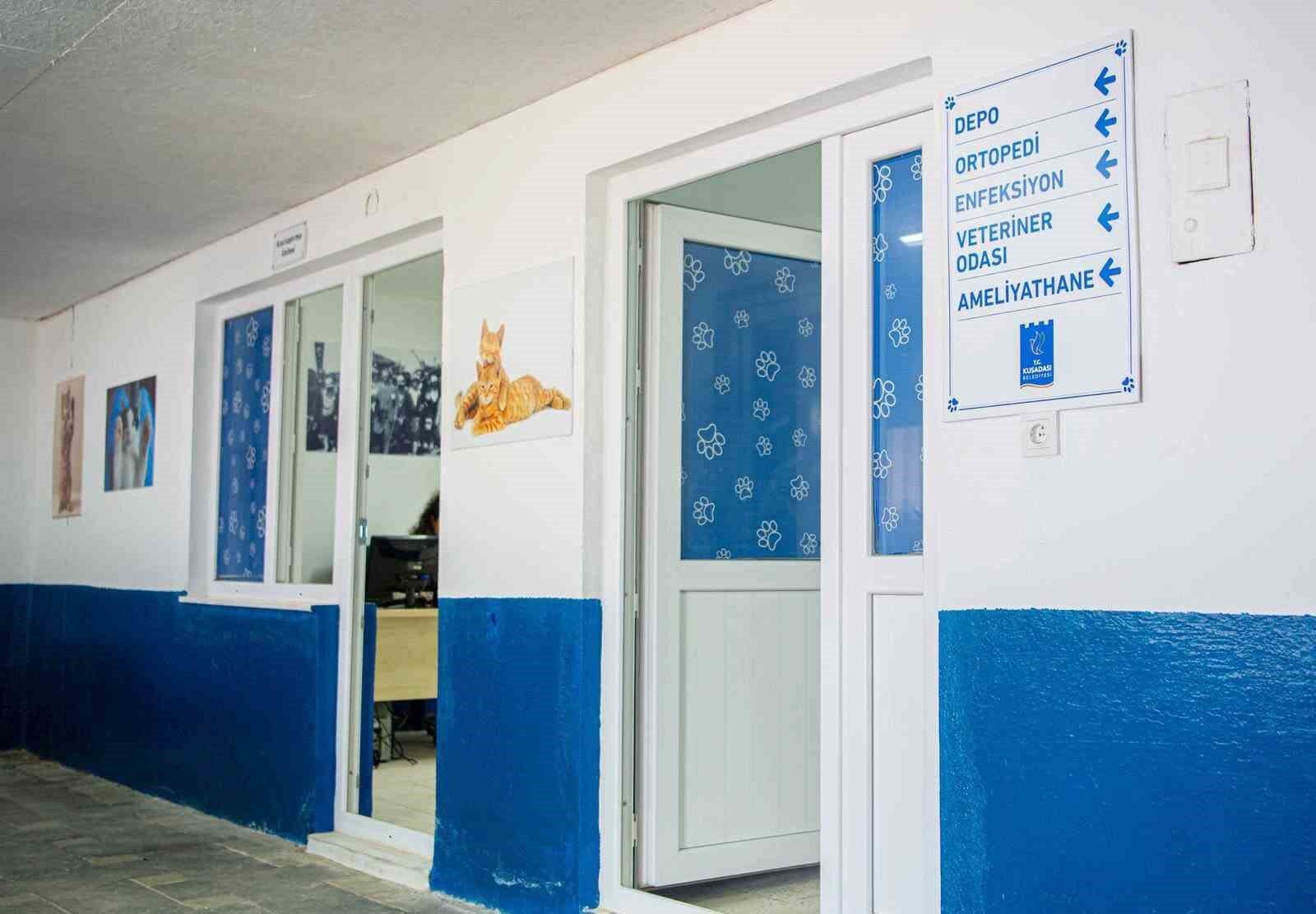 Kusadasi Belediyesi Sahipsiz Yavru Kedileri Korumaya Aldi 1789030555171 582150