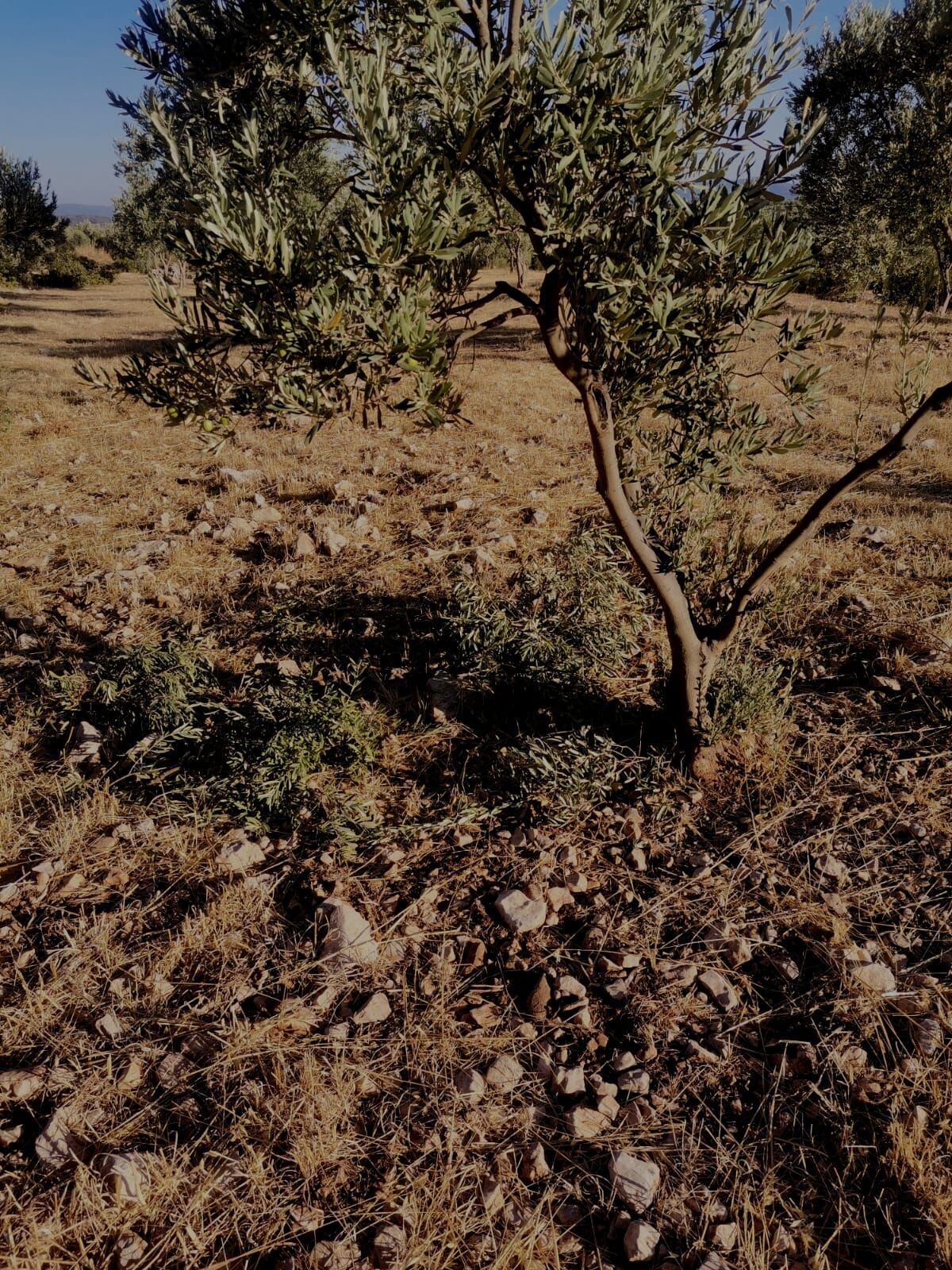 Yaban Domuzlari Zeytin Bahcelerine Dadandi 691809 687Dd9