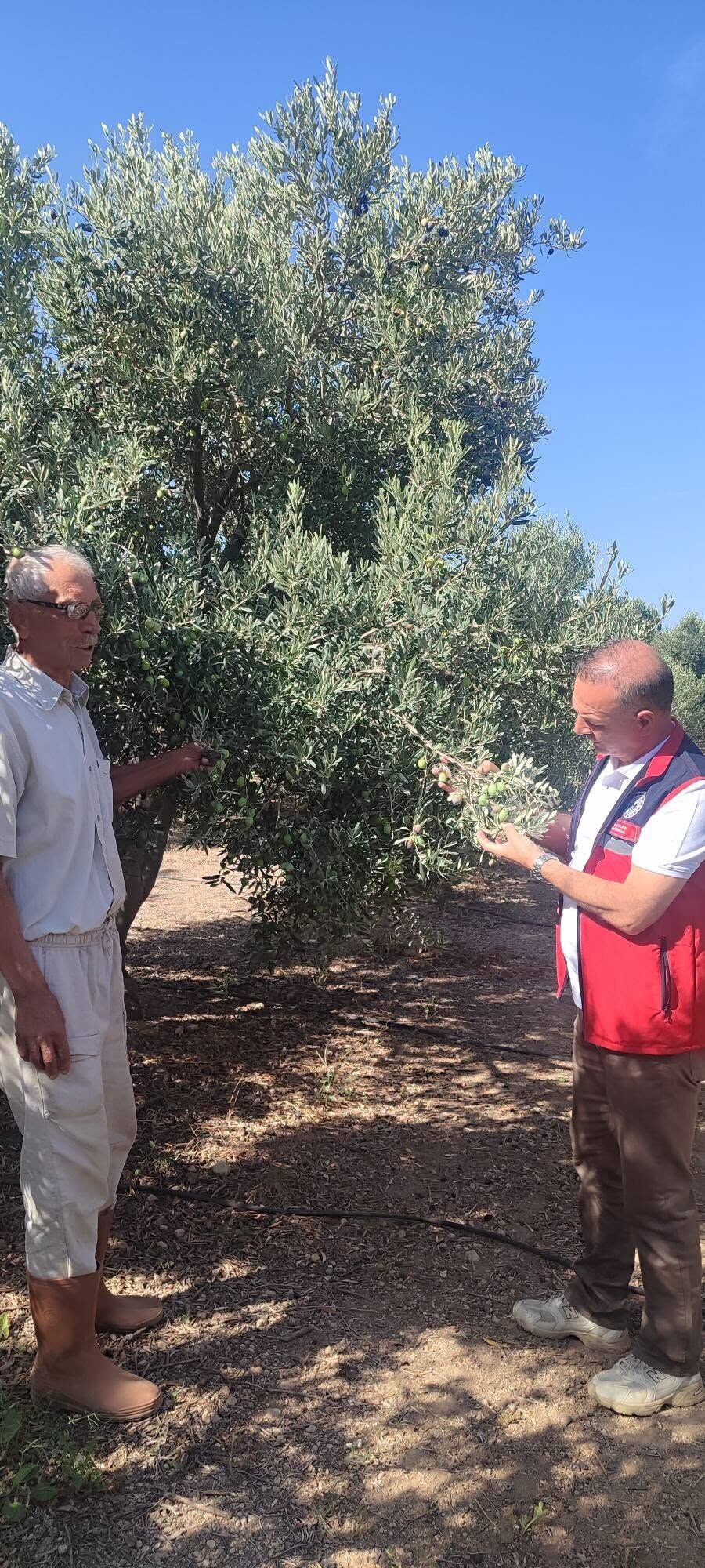 Zeytin Uzmani Ilce Muduru Hasat Oncesi Sahada 692560 E36787