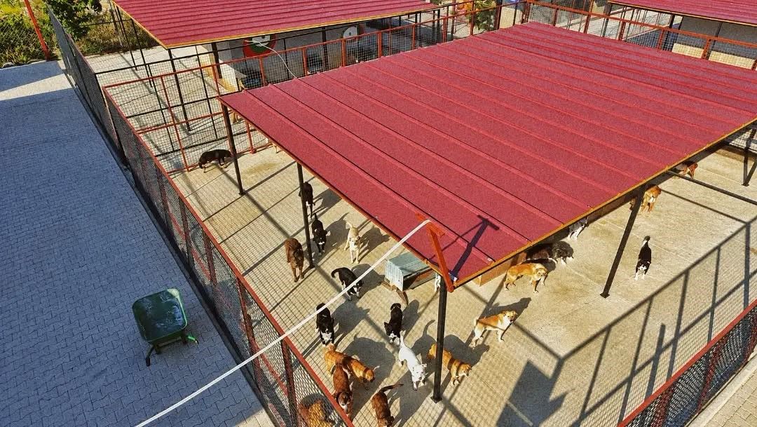 Germencik'te barınaktaki can dostlar yuvalarını bekliyor
