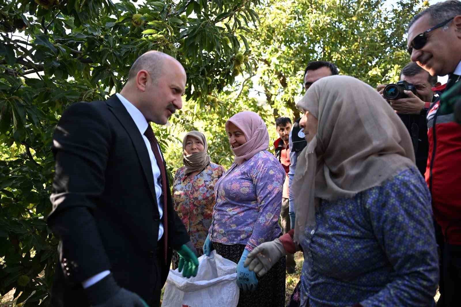 Aydin Da 5 Bin 629 Kestane Ureticisi Hasat Heyecani Yasiyor 1792822522413 465892