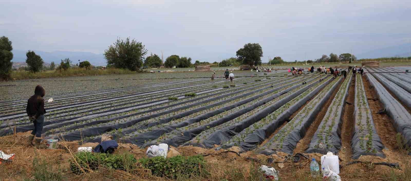 Aydin Da Cilek Ureticisi Yeni Sezon Dikimlerine Basladi 1793340901899 978636