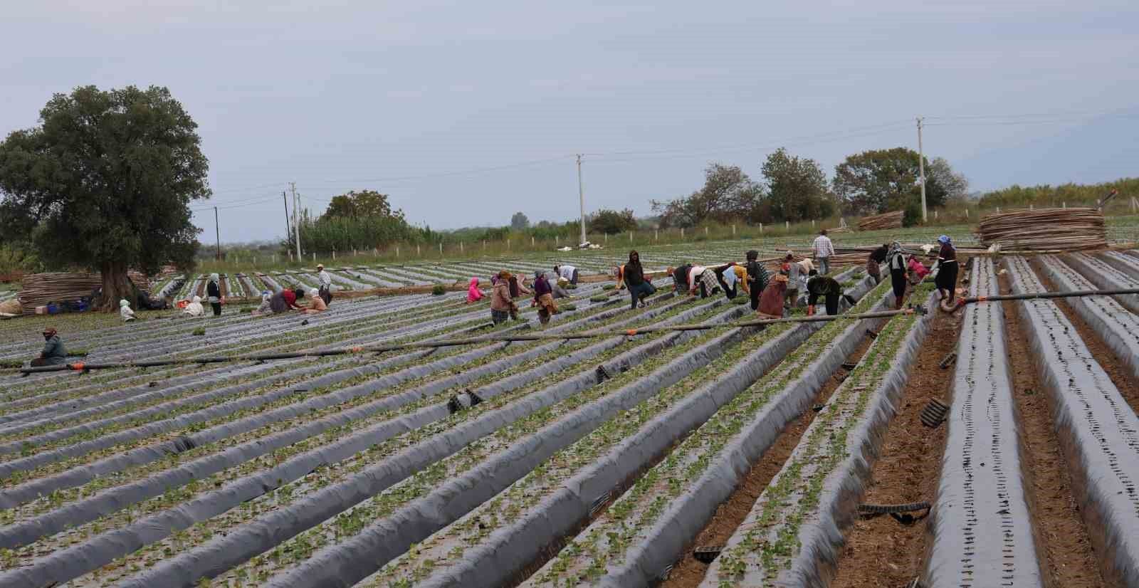 Aydin Da Cilek Ureticisi Yeni Sezon Dikimlerine Basladi 1793340902440 913914