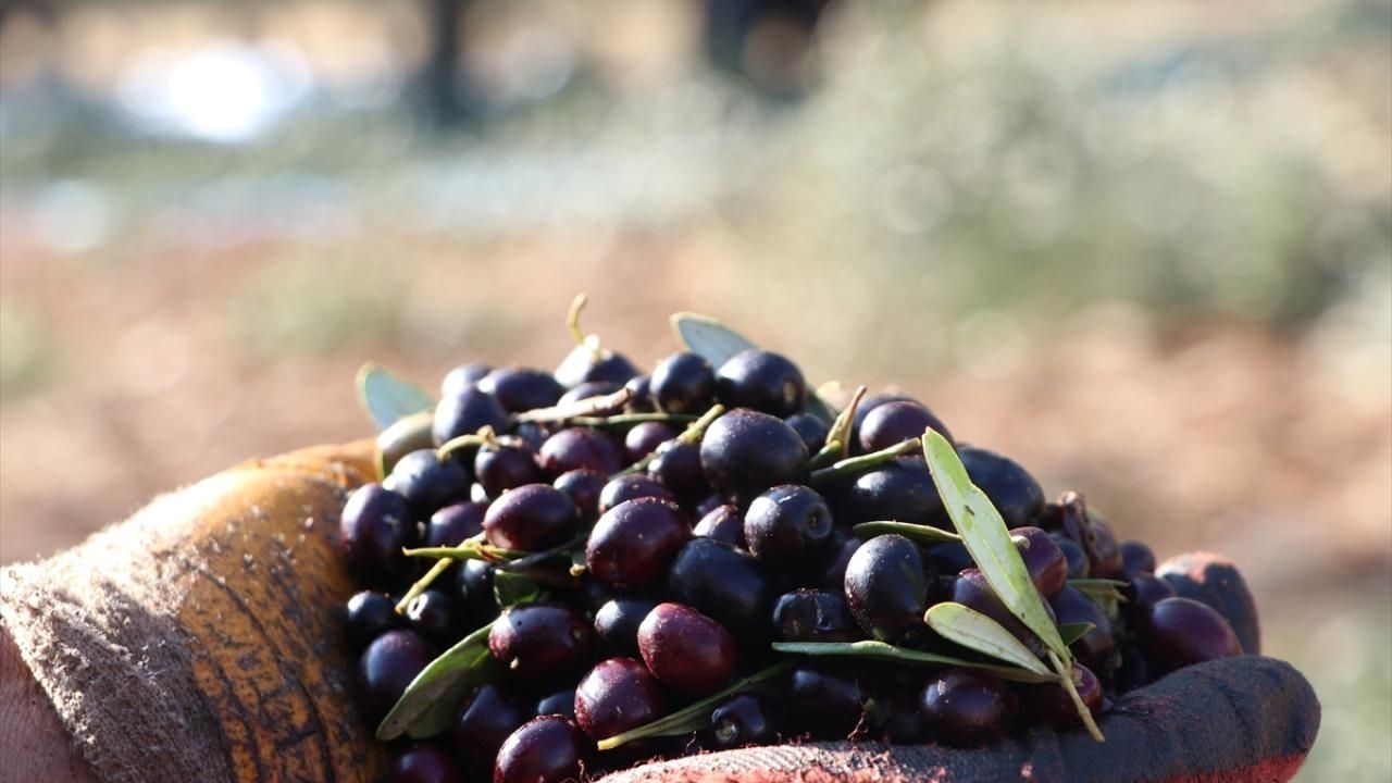 Bozdoğan'da zeytin protestosu: Elekler kapandı