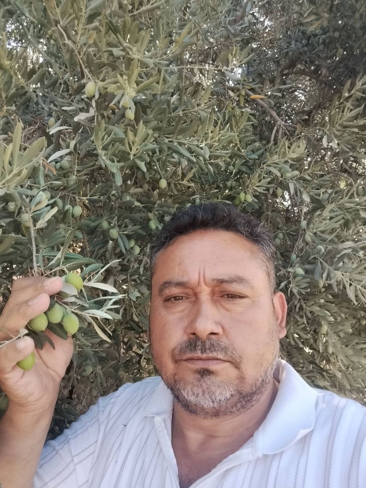 Bozdoganda Zeytin Protestosu Elekler Kapandi 698892 C327Ce