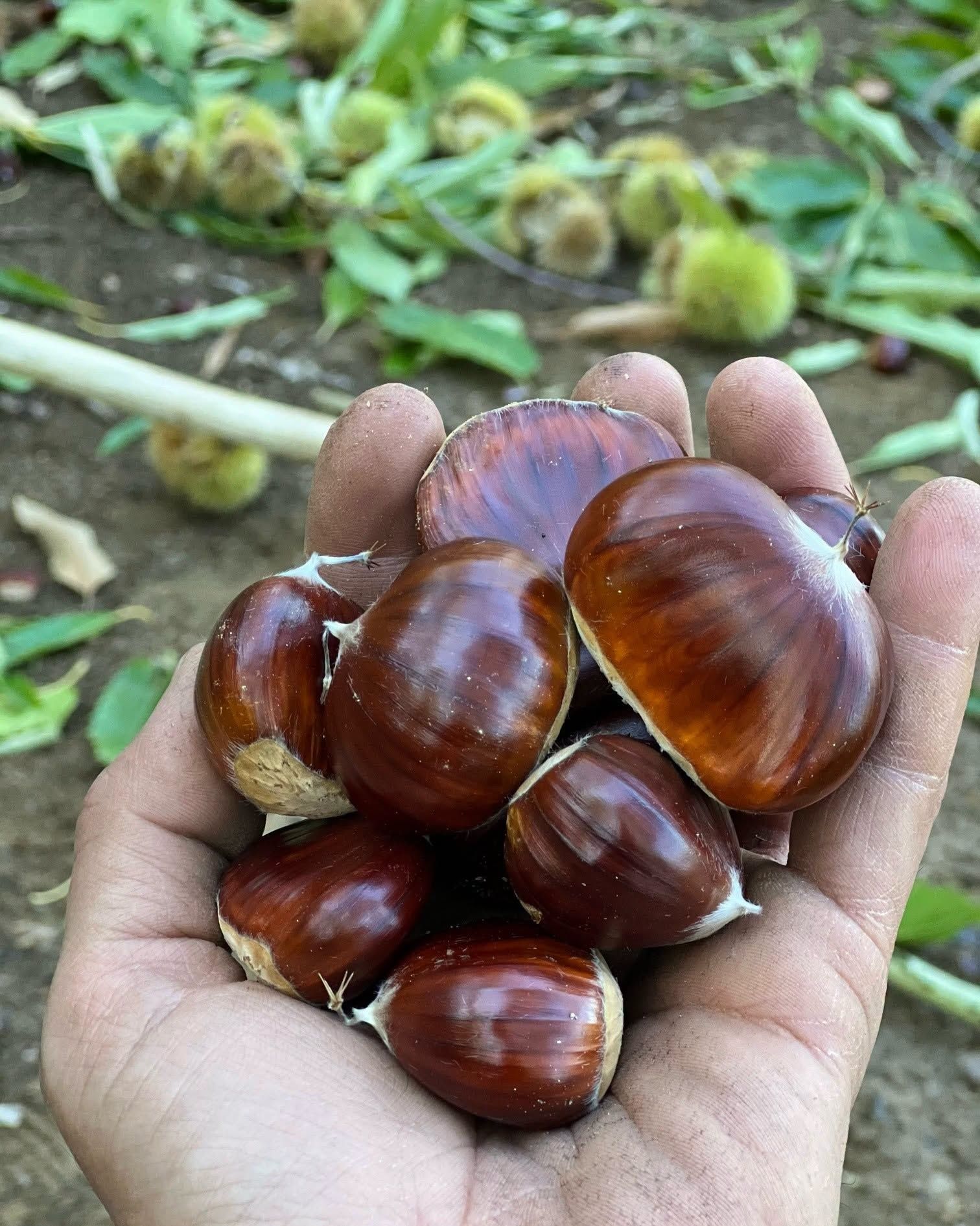 Daglardan Bu Sene Bereket Akiyor Nazillide Kestane Hasadi Ba 701450 D6A29F