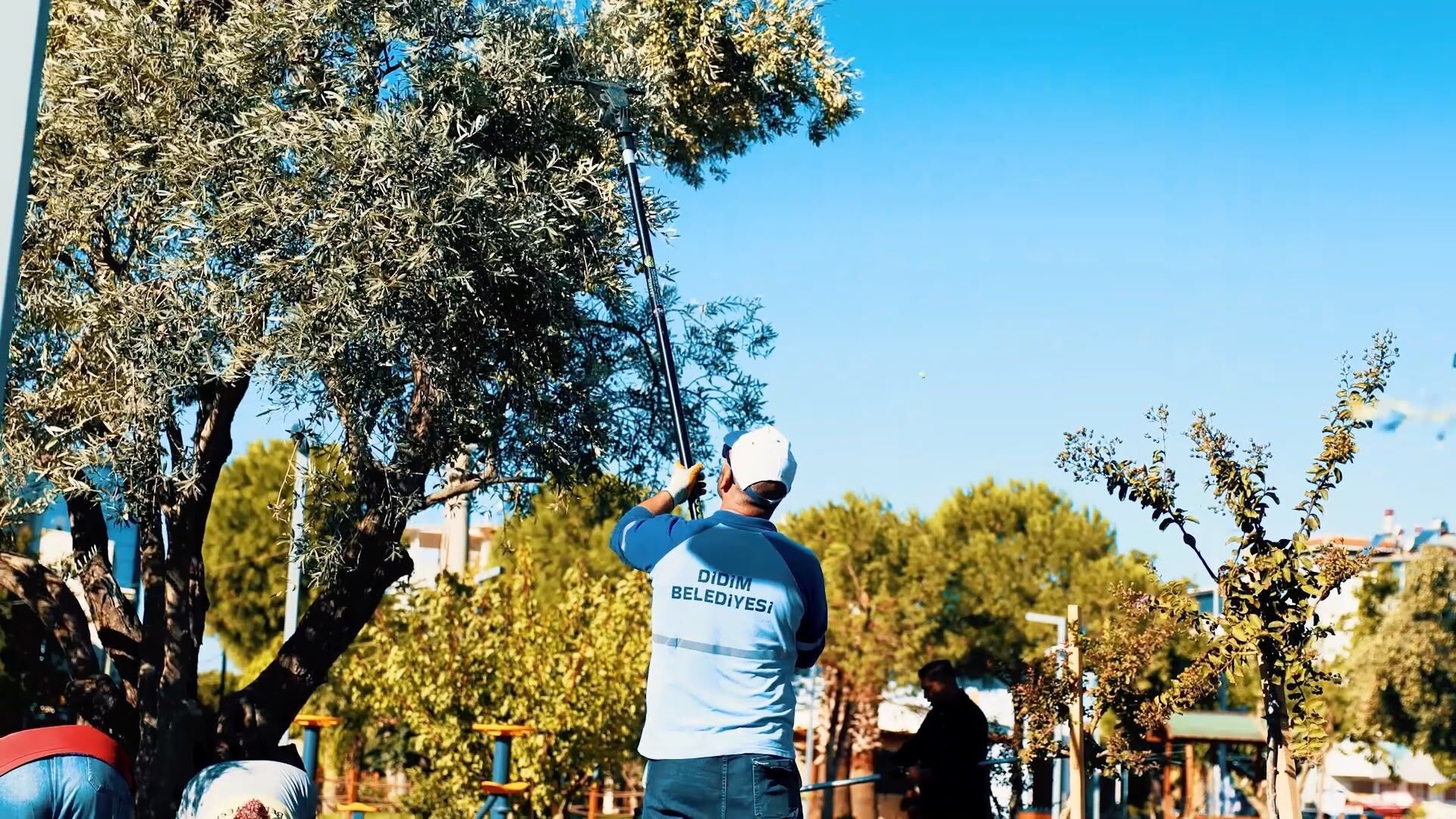 Didim Belediyesi Zeytin Hasadina Basladi 696644 C16Aaf