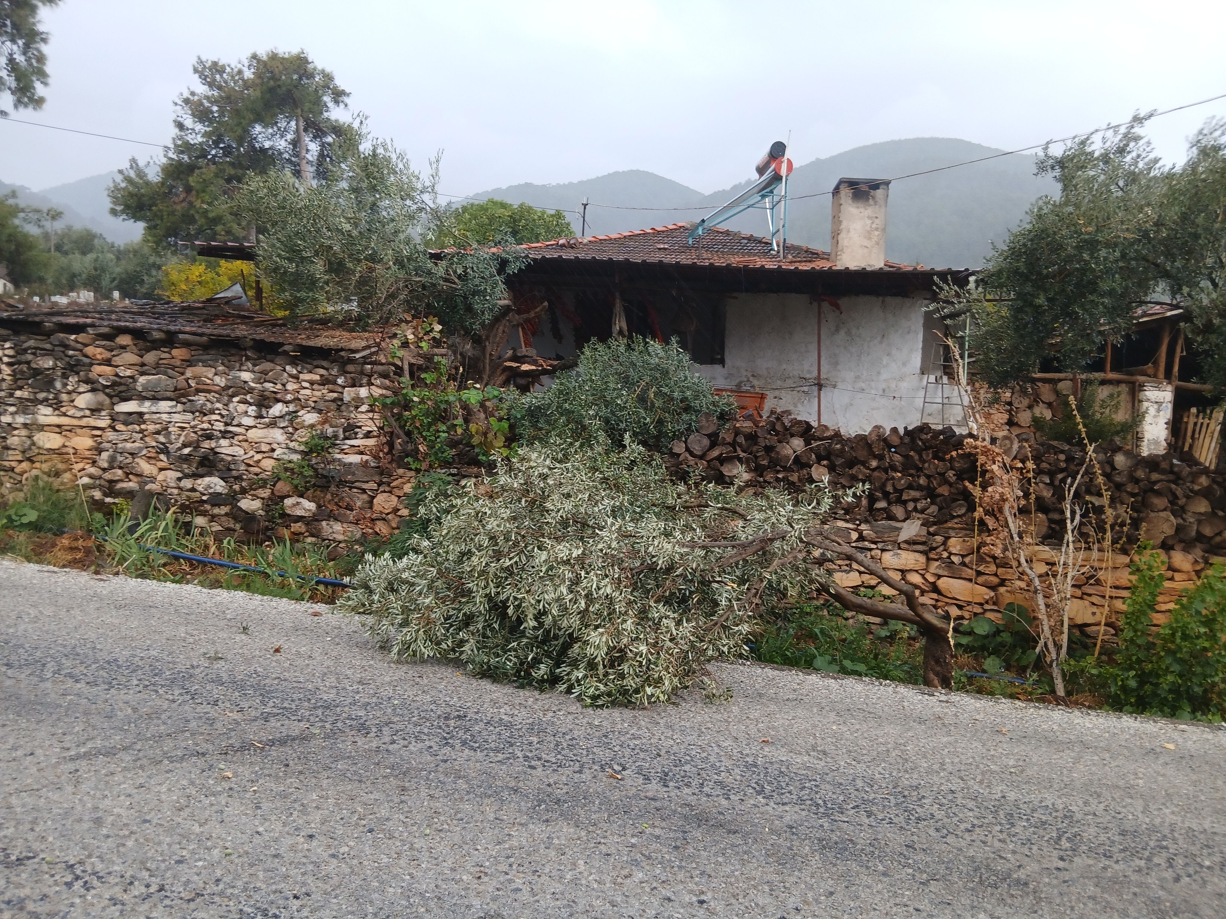 Karacasuda Siddetli Ruzgar Agaci Yola Devirdi 699443 Ccedc4