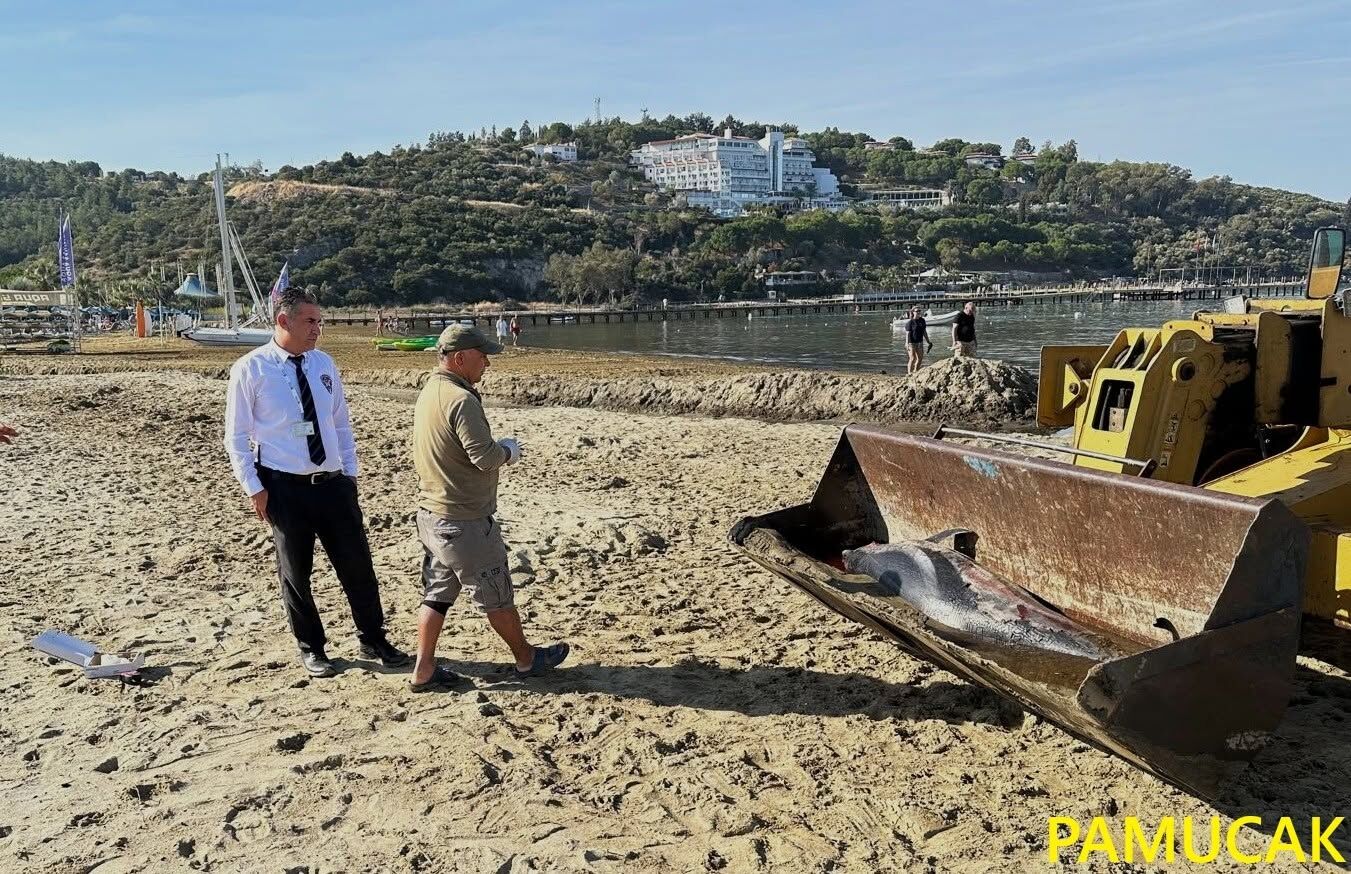 Kusadasi Korfezinde Yunus Olumleri Artti Dogaseverler Endise 699807 6722Fe