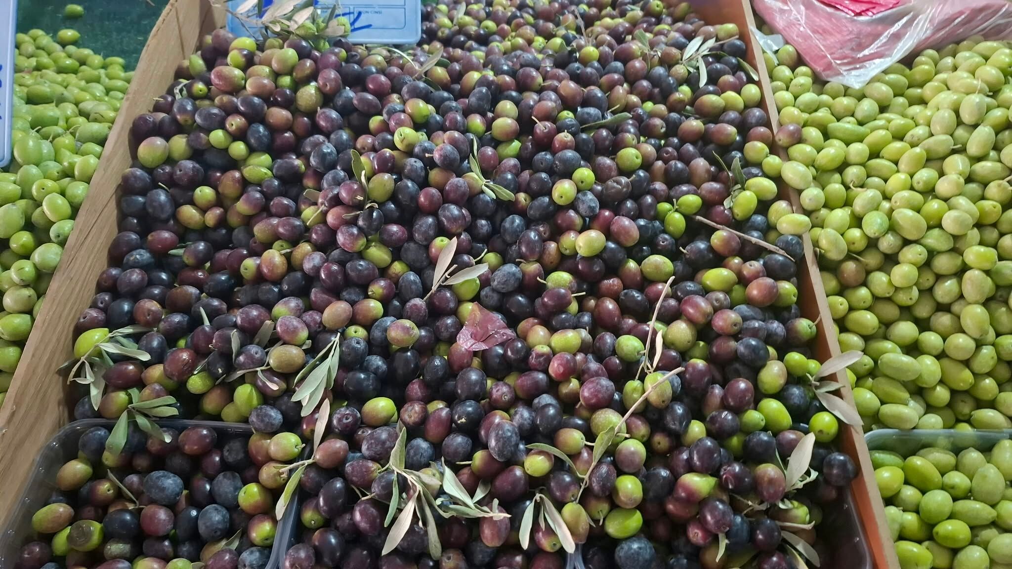 Kusadasinda Zeytin Hasadi Sancili Basladipazarda Bereket Tar 698489 A3995A