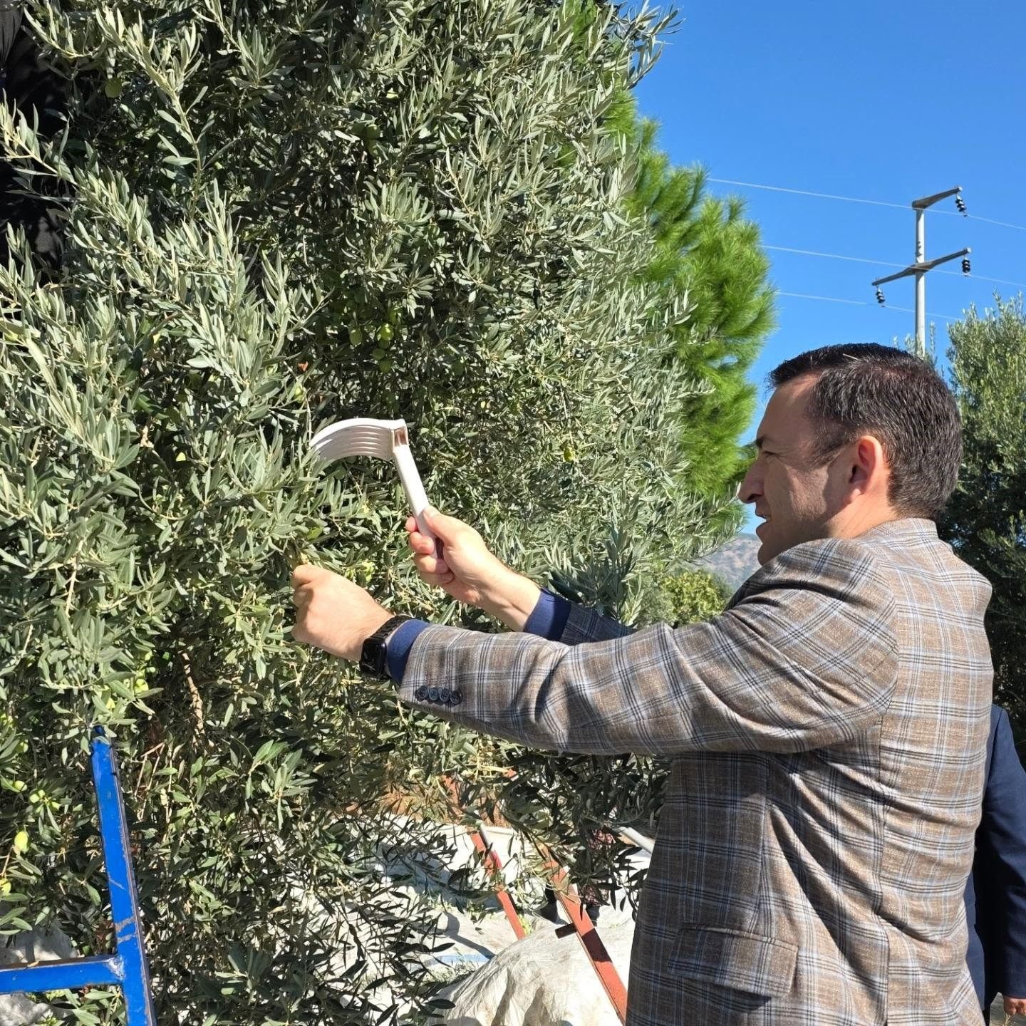 Kuyucak Ta Zeytin Bahcelerinde Hasat Mesaisi 1792585804312 267680