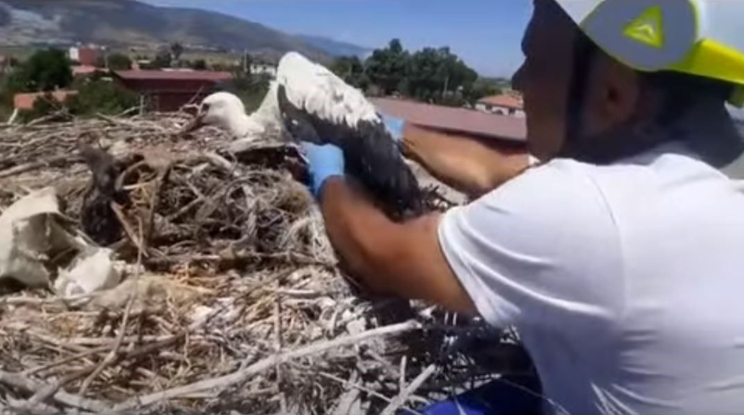 Leylek Yuvalarindaki Plastik Ipler Yavrularin Hayatini Tehdit Ediyor 1792474800630 141310