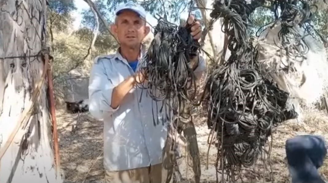 Leylek Yuvalarindaki Plastik Ipler Yavrularin Hayatini Tehdit Ediyor 1792474801908 129727