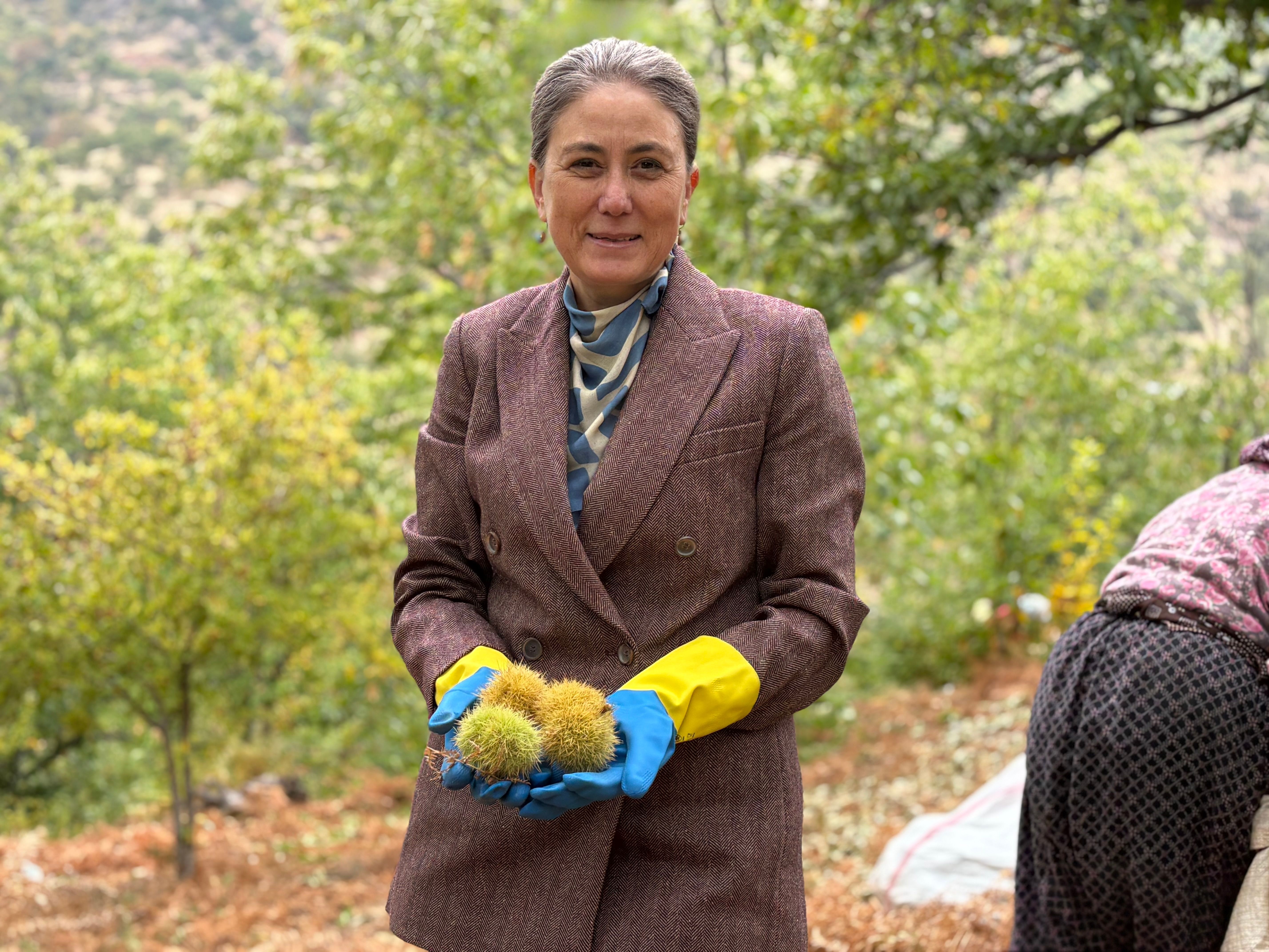 Nazillide Geleneksel Kestane Hasadi Yapildi 702451 0Af190