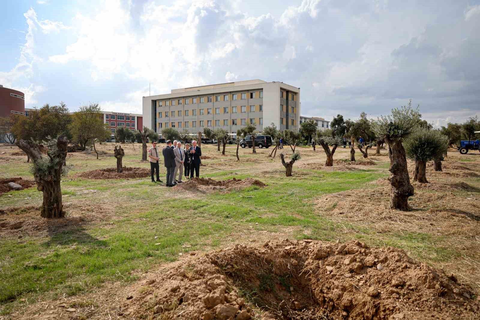 Nysa Antik Kenti Nden Tasinan Tarihi Zeytin Agaclari Adu De Yasatilacak 1791960602924 653543